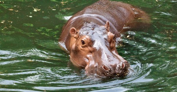 Hippopotamus