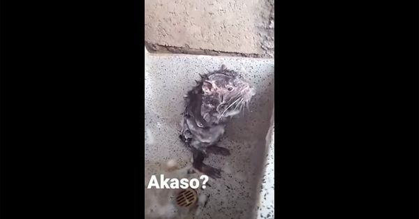 Still of "shower rat," which is actually a pacarana trying to get an irritant off its skin.