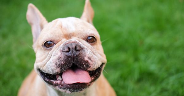French bulldog puppy on grass.