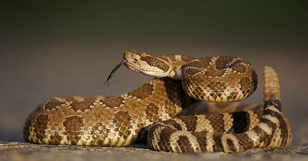 Rattlesnake.