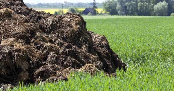 A pile of manure on a green lawn.