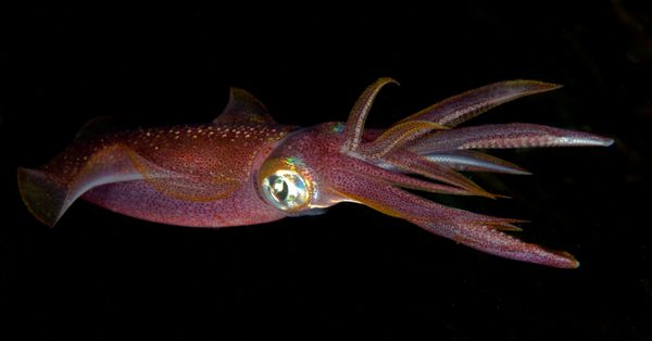 A squid.