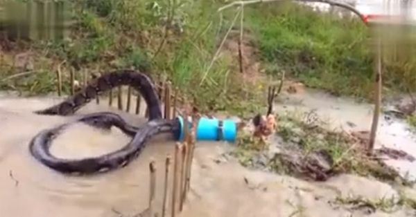 Screenshot of a video of a snake being caught in a trap.