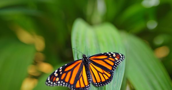 butterfly