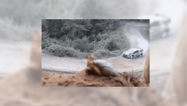 snail watches race car