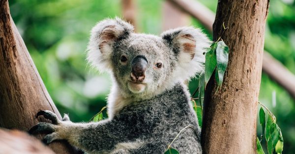 Wildlife, Animal, Mammal