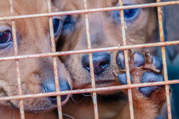Dog House, Den, Kennel