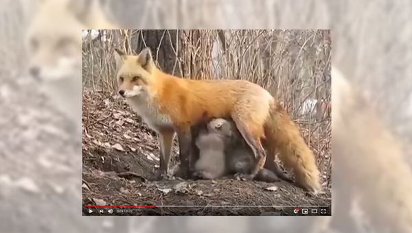 fox feeding koalas