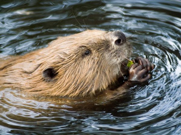 beaver