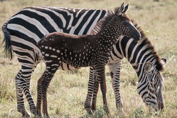 polka dot zebra