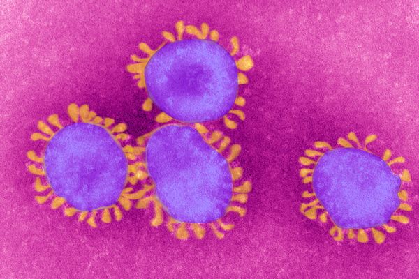 coronavirus heat trump warm weather COVID-19