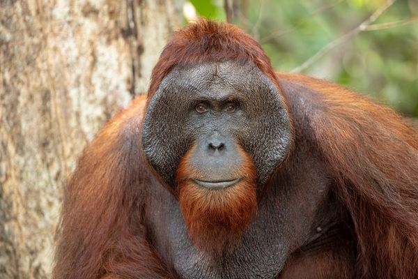 orangutan