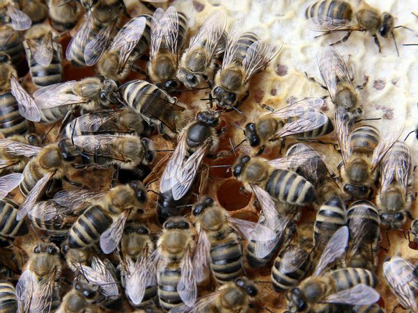 bee hive