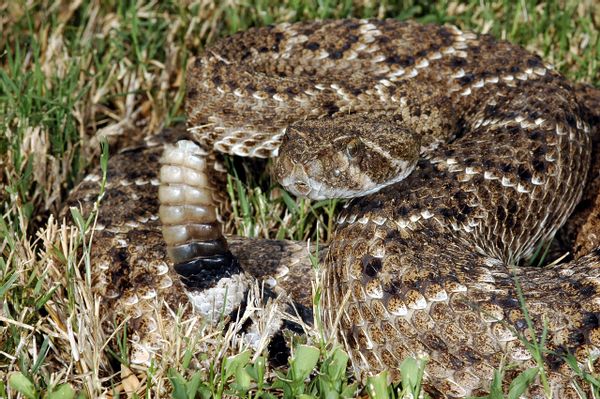 rattlesnake