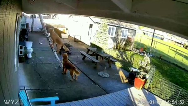 dog climbs ladder tiktok video ace golden retriever