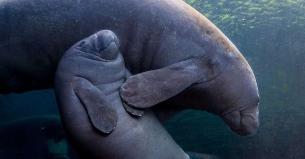 manatees mermaids