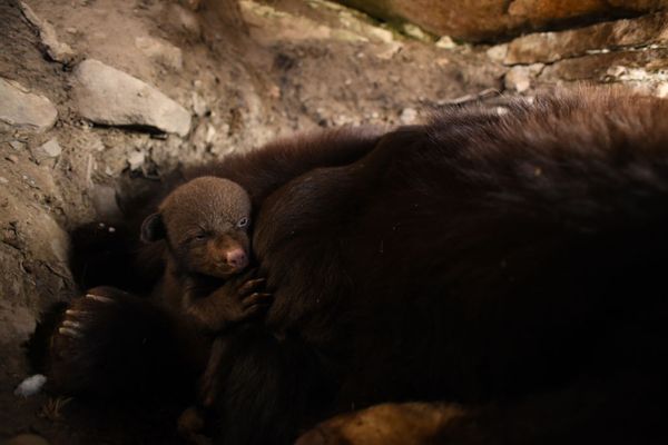 Wildlife, Animal, Mammal