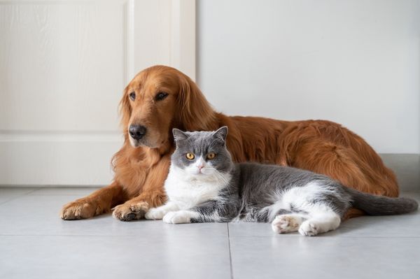Dog and cat