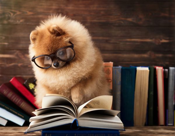Canine genius