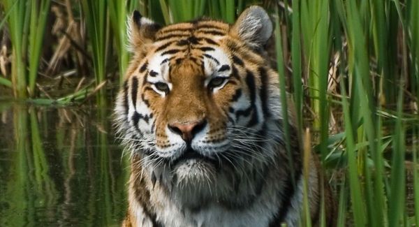 Tiger, Mammal, Animal