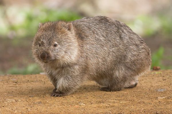 Rodent, Animal, Mammal