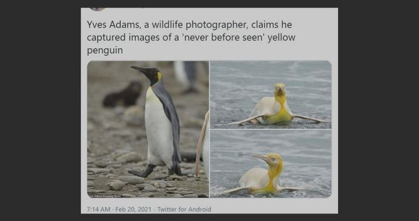 Penguin, Bird, Animal