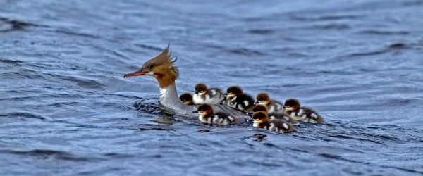 Waterfowl, Bird, Animal