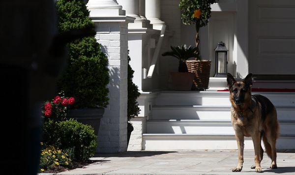 The Bidens' dog Champ in 2012