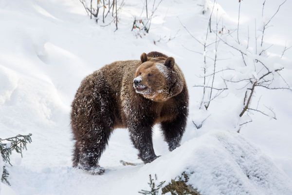 did a bear eat 75 pounds of cocaine