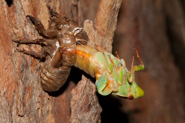 cicada brood x