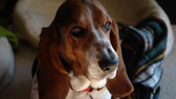 seresto pet collar Popular flea linked to almost 1700 1698 pet deaths EPA has issued no warning