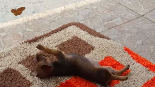 Puppy playing with a butterfly in viral video.