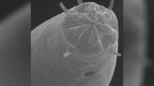 Plant, Invertebrate, Animal