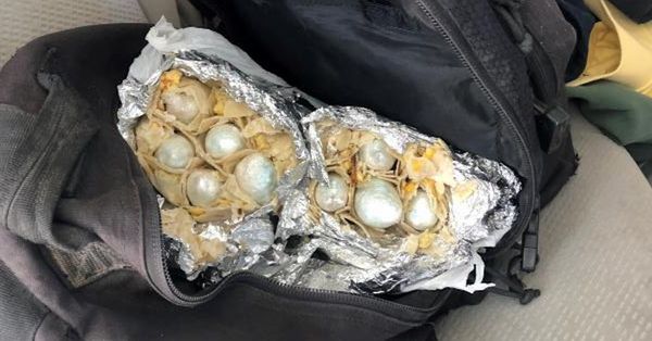 Fentanyl hidden in burritos