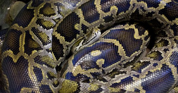 Snake, Reptile, Animal, python