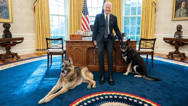 Person, Human, Dog