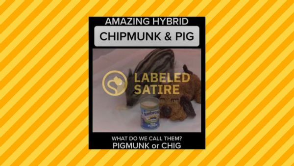 A video allegedly shows the making of a "chipmunk pig," a new hybrid animal that was made by breeding a pig with a chipmunk.