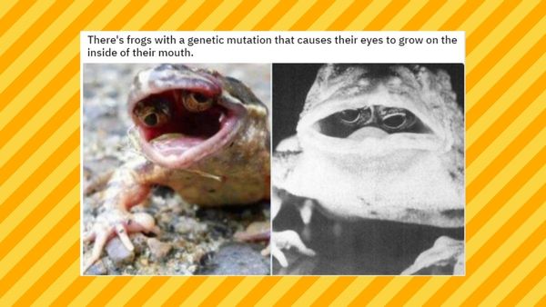Frog eyes in mouth