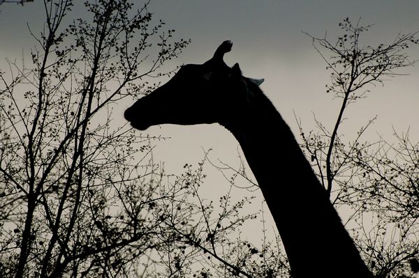 April the Giraffe dies