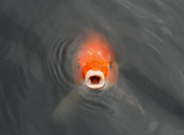 Animal, Fish, Carp