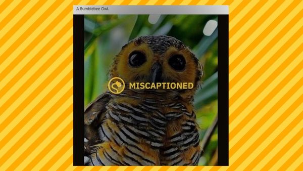 Bird, Animal, Owl