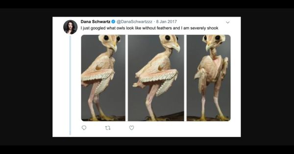 Bird, Animal, Ivory