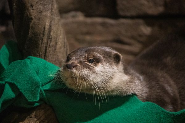 Seven otters at the Georgia Aquarium were in isolation after an undisclosed number of tested positive for COVID-19 in April 2021.