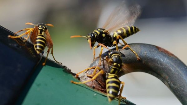 Wasp, Hornet, Andrena