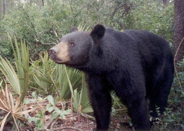 Bear, Mammal, Animal