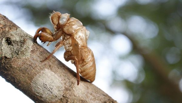 Insect, Invertebrate, Animal
