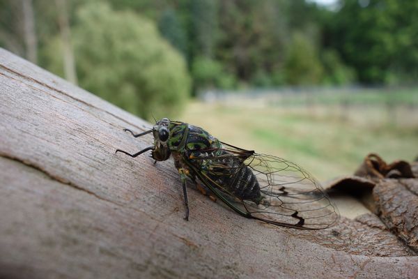 A fungus called Massospora circadian could infect Brood X cicadas as they were set to emerge in May 2021.
