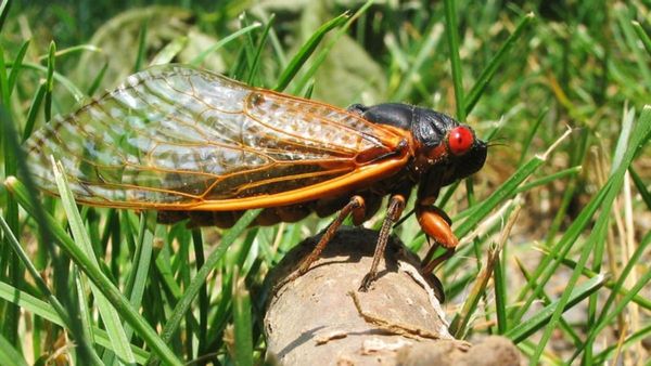 Insect, Invertebrate, Animal