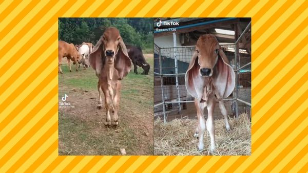 Calf with dumbo ears