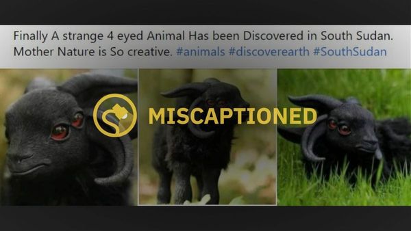 Animal, Mammal, Sheep